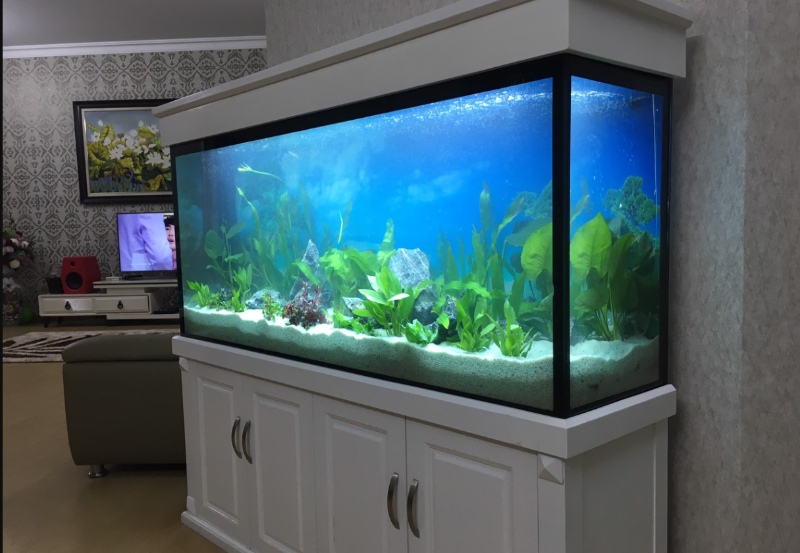 be ca canh va ca rong phong thuy