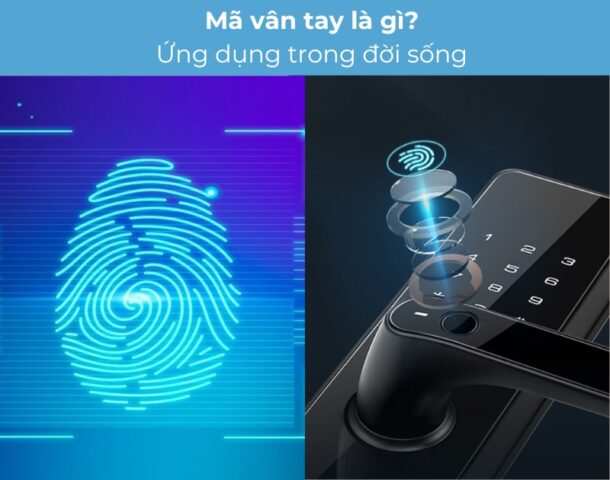 Mã vân tay là gì? Phân loại và ứng dụng trong đời sống